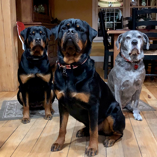 Picture of Dogs Sarah Bella and Ben
